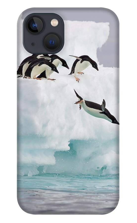 Mp iPhone 13 Case featuring the photograph Adelie Penguin Pygoscelis Adeliae by Suzi Eszterhas