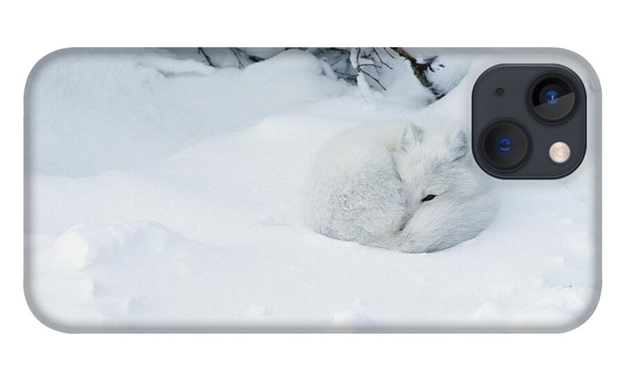 Mp iPhone 13 Case featuring the photograph Arctic Fox Alopex Lagopus Curled by Matthias Breiter