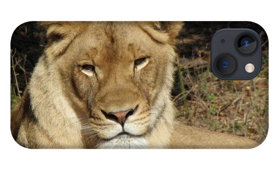 Lioness iPhone 13 Case featuring the photograph Aww Tilt by Kim Galluzzo Wozniak