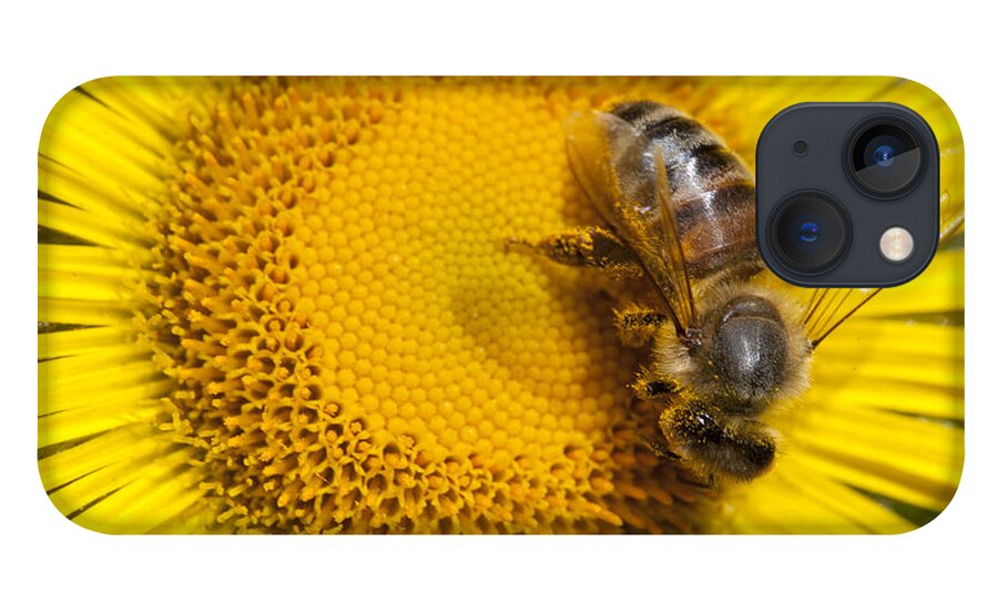 Mp iPhone 13 Case featuring the photograph Bee Apidae On Alpine Sunflower by Matthias Breiter