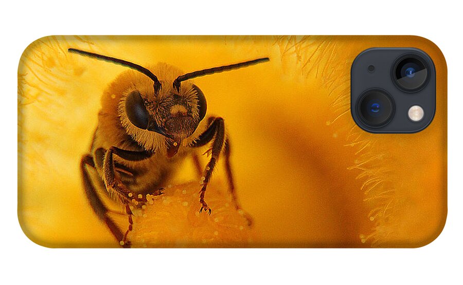 Bee iPhone 13 Case featuring the photograph Bee on Squash Flower by Jack Schultz