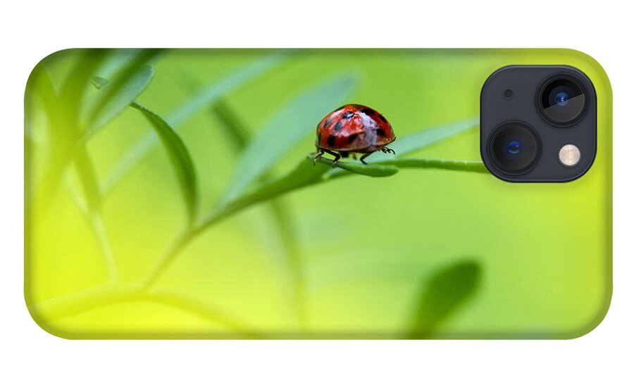 Ladybug iPhone 13 Case featuring the photograph Beetle Butt by Sharon Talson