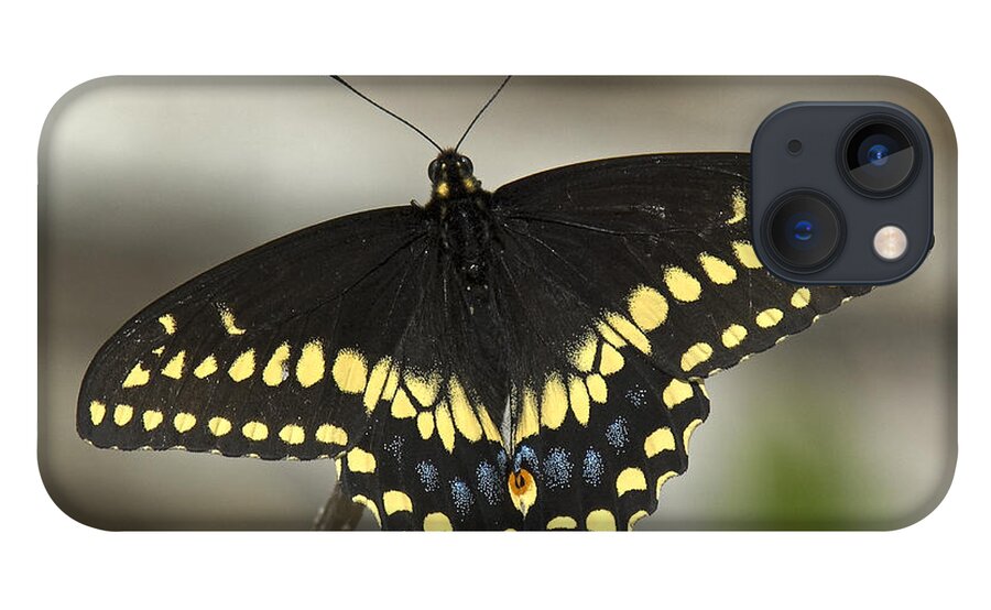 Insect iPhone 13 Case featuring the photograph Black Swallowtail DIN103 by Gerry Gantt