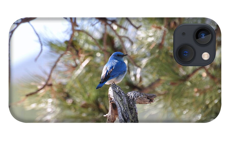 Birds iPhone 13 Case featuring the photograph Blue Boy by Dorrene BrownButterfield