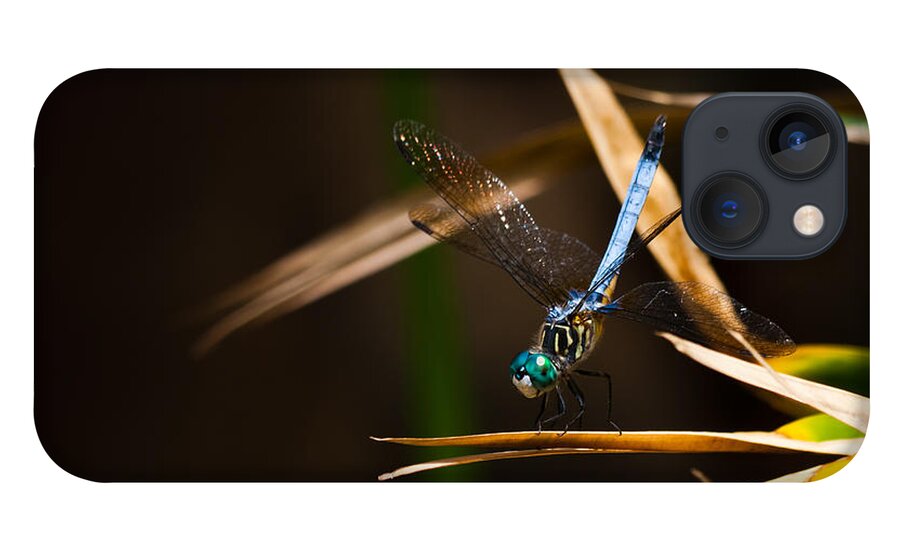 Blue Dasher iPhone 13 Case featuring the photograph Blue Dasher Dragonfly by Ed Gleichman