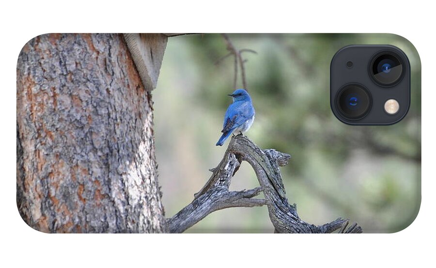 Bird iPhone 13 Case featuring the photograph Boy Blue by Dorrene BrownButterfield