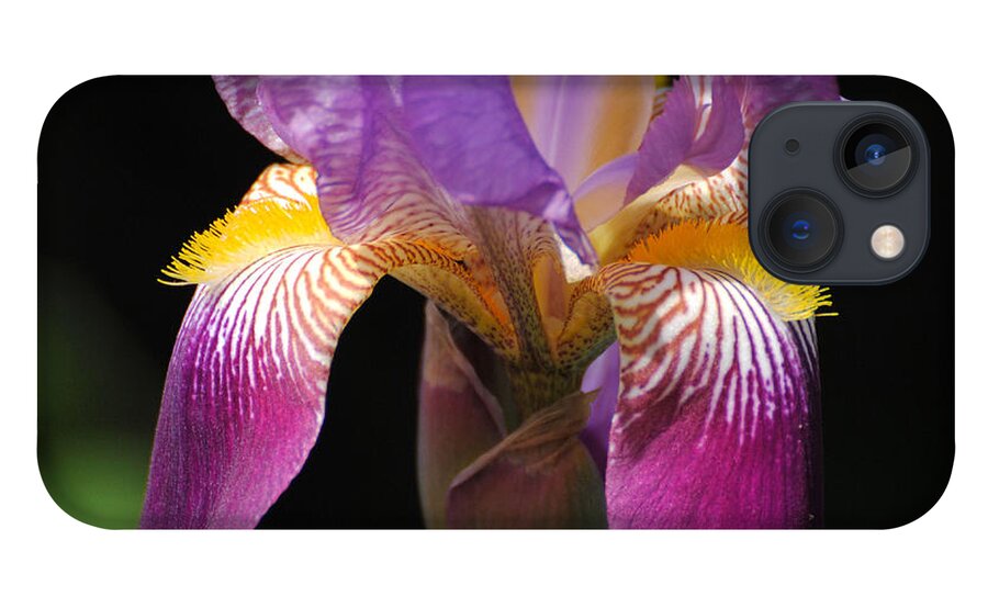 Beautiful Iris iPhone 13 Case featuring the photograph Brilliant Purple Iris Flower by Jai Johnson