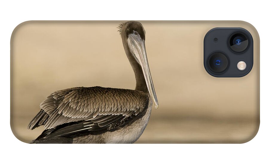 00429750 iPhone 13 Case featuring the photograph Brown Pelican Juvenile Standing by Sebastian Kennerknecht