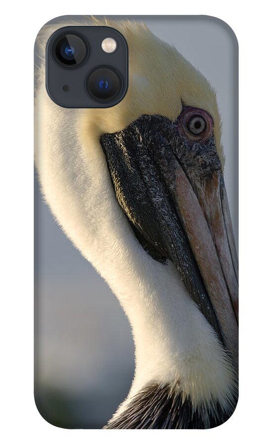 Bird iPhone 13 Case featuring the photograph Brown Pelican Profile by Ed Gleichman