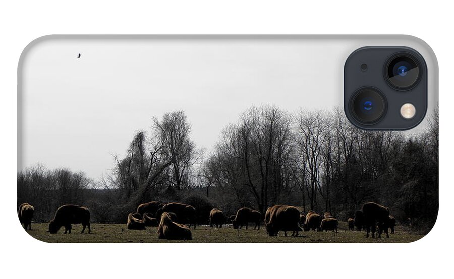 Buffalo iPhone 13 Case featuring the photograph Buffalo Farm in CT USA by Kim Galluzzo Wozniak