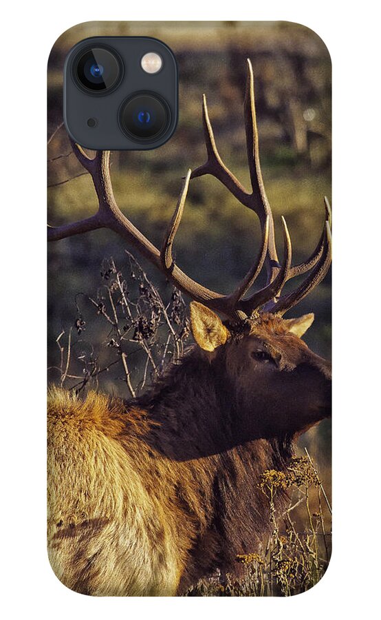 Bull Elk iPhone 13 Case featuring the photograph Bull Elk Up Close by Michael Dougherty