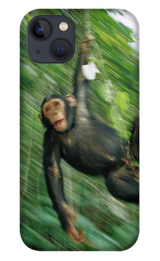 00620020 iPhone 13 Case featuring the photograph Chimpanzee Swinging by Cyril Ruoso
