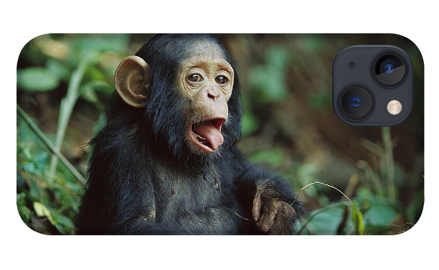 00620018 iPhone 13 Case featuring the photograph Chimpanzee Pan Troglodytes Orphan, Gabon by Cyril Ruoso