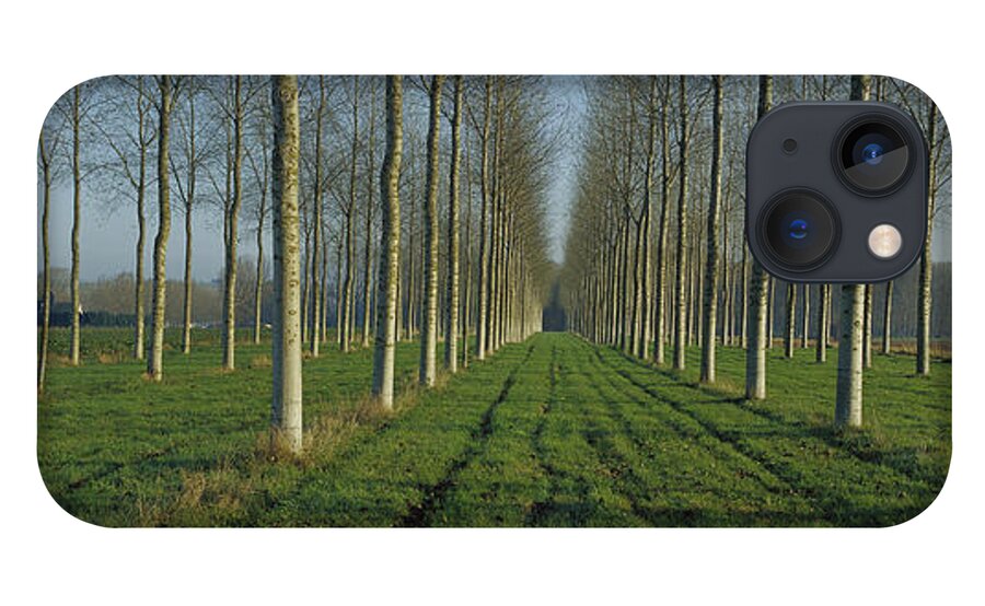 Mp iPhone 13 Case featuring the photograph Cottonwood Populus Sp Plantation, France by Cyril Ruoso