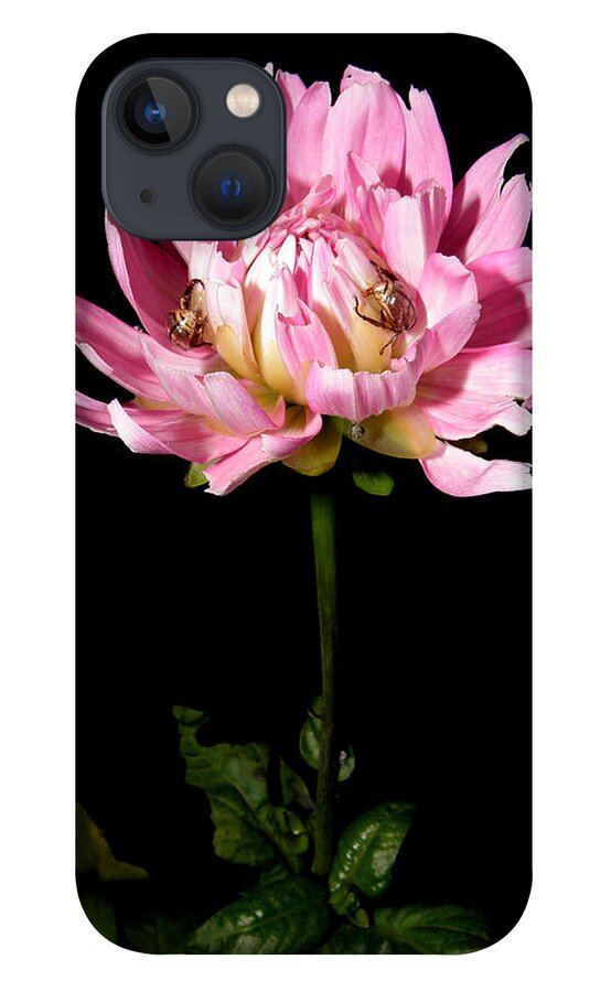 Dahlia iPhone 13 Case featuring the photograph Dahlia with ride ons by Kim Galluzzo