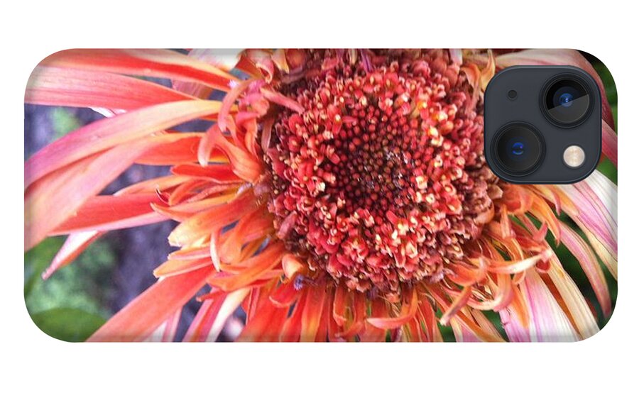 Red Flower iPhone 13 Case featuring the photograph Daisy in the Wind by Vonda Lawson-Rosa