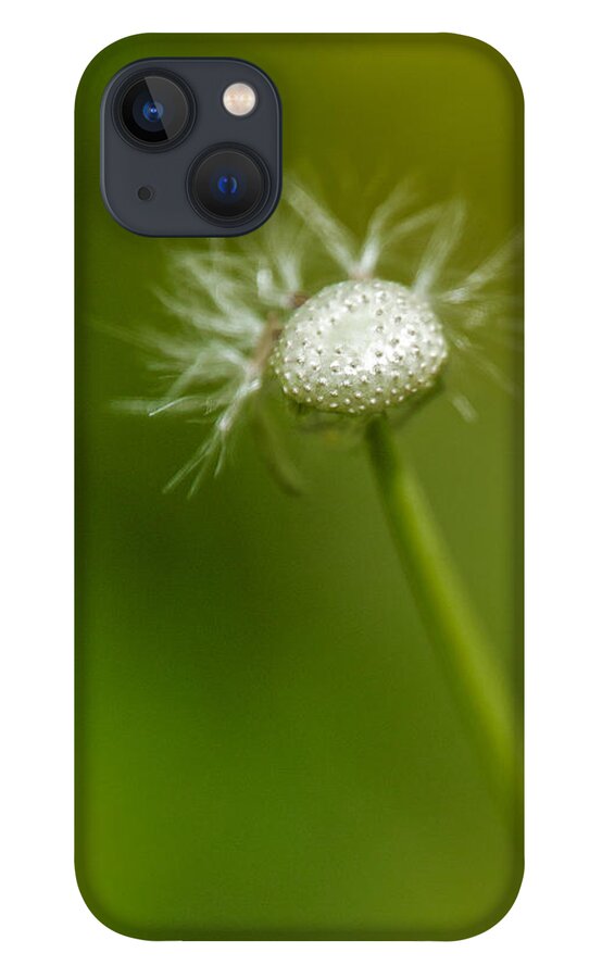 Background iPhone 13 Case featuring the photograph Dandelion on the green background by Michael Goyberg