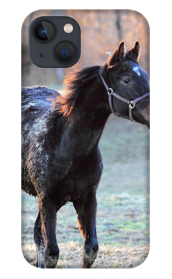  iPhone 13 Case featuring the photograph 'Diamond in the Rough' by PJQandFriends Photography