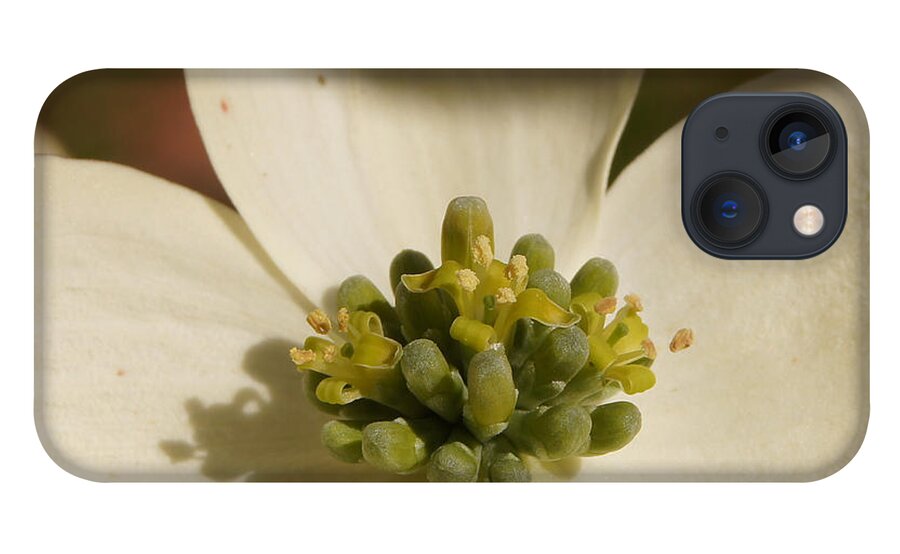 Close-up iPhone 13 Case featuring the photograph Dogwood Begins to Bloom 1 Close-up by Robert E Alter Reflections of Infinity