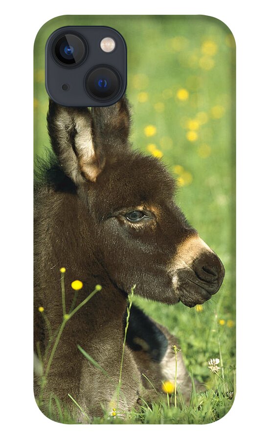Mp iPhone 13 Case featuring the photograph Donkey Equus Asinus Foal Resting by Konrad Wothe