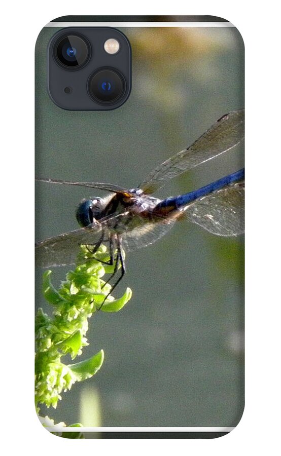 Blue iPhone 13 Case featuring the photograph Dragon fly by Kim Galluzzo Wozniak
