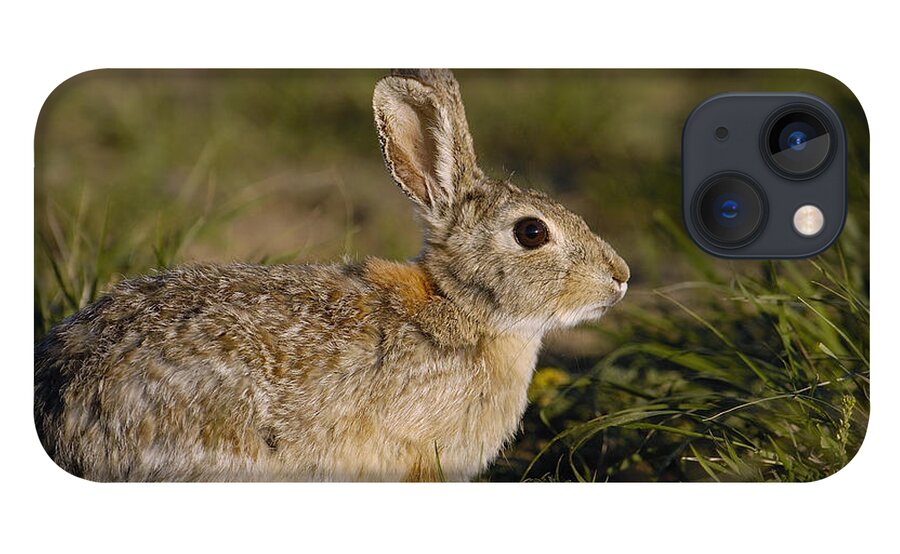 Mp iPhone 13 Case featuring the photograph Eastern Cottontail Rabbit Sylvilagus by Pete Oxford