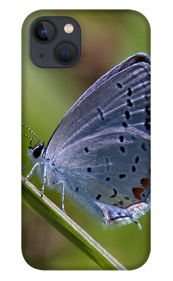 Spring iPhone 13 Case featuring the photograph Eastern Tailed-Blue Butterfly DIN045 by Gerry Gantt