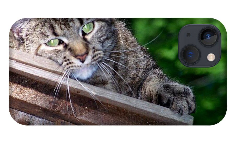 Cat iPhone 13 Case featuring the photograph Echoe 2 posing by Kim Galluzzo