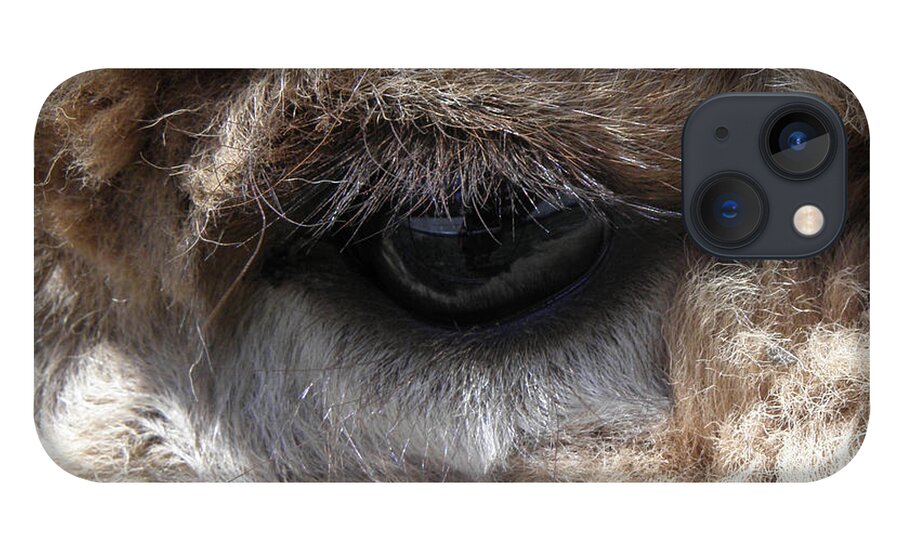 Alpaca iPhone 13 Case featuring the photograph Fluffy Eyes by Kim Galluzzo Wozniak