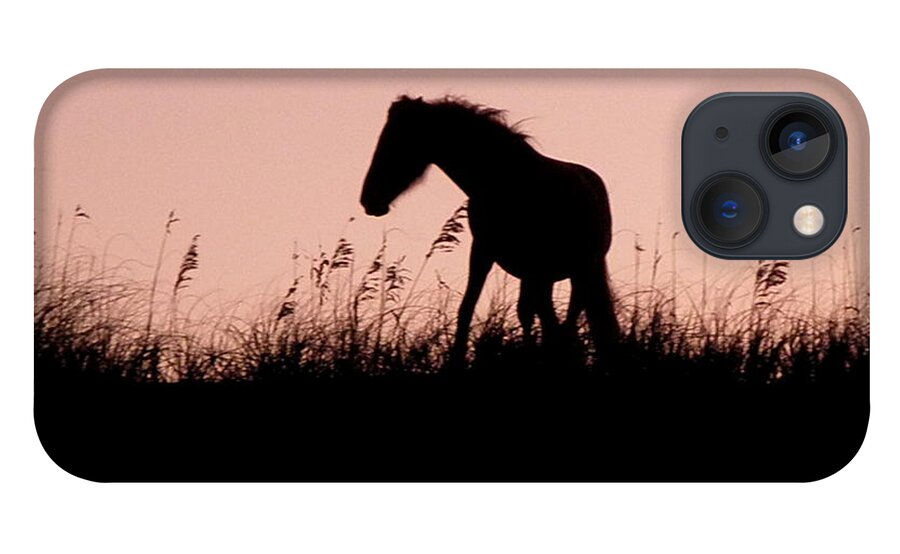 Foal iPhone 13 Case featuring the photograph Foal At Sunset by Kim Galluzzo
