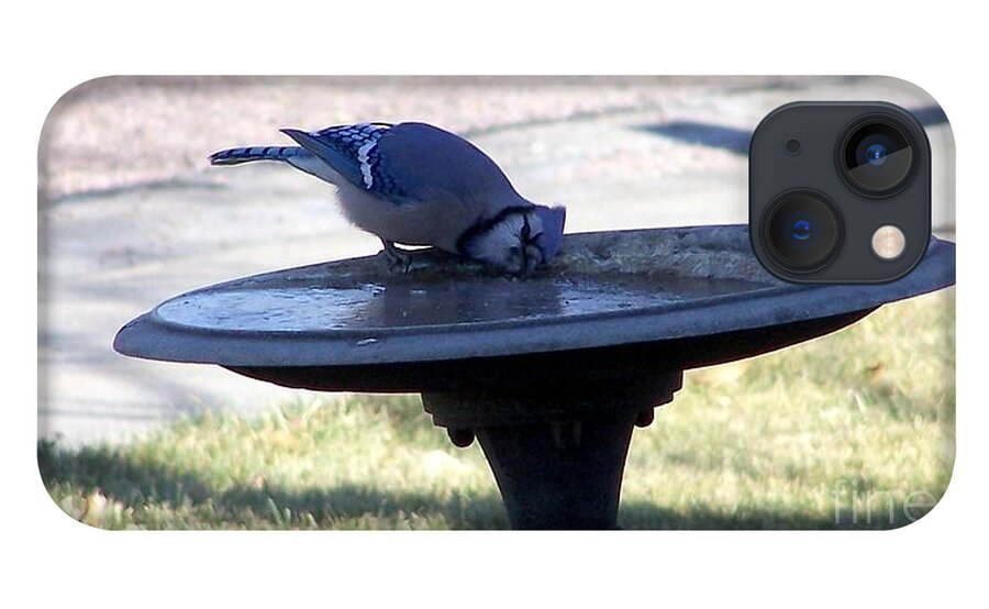 Blue Jay iPhone 13 Case featuring the photograph Frustration by Dorrene BrownButterfield