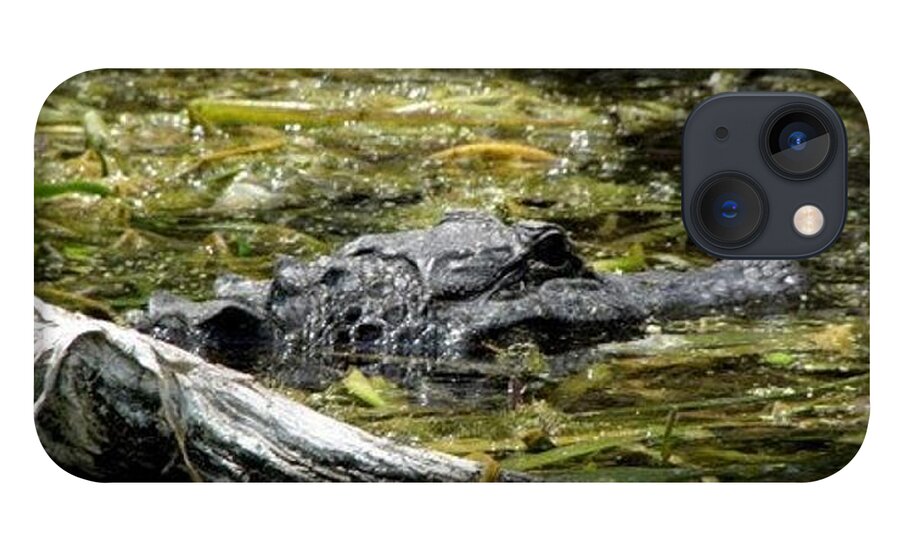 Alligator iPhone 13 Case featuring the photograph Gator by Kim Galluzzo