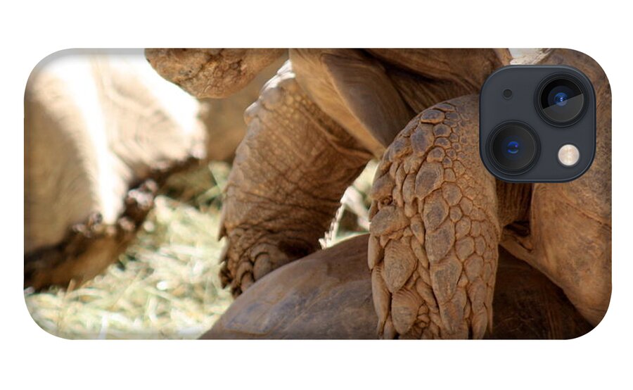 Tortoise iPhone 13 Case featuring the photograph Get a room by Kim Galluzzo Wozniak