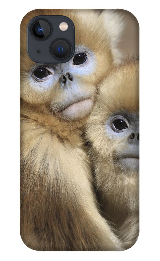 Mp iPhone 13 Case featuring the photograph Golden Snub-nosed Monkeys by Cyril Ruoso