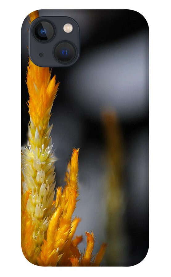 Black iPhone 13 Case featuring the photograph Goldenrod by Jai Johnson