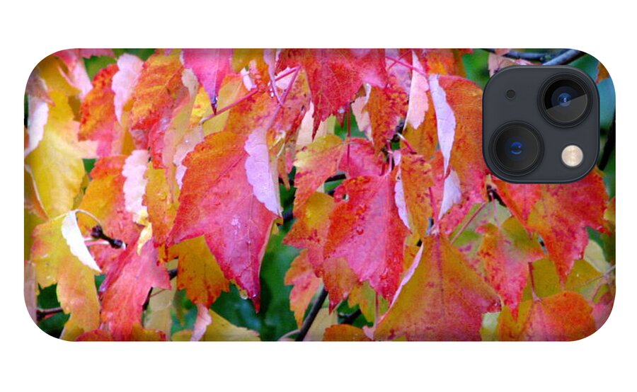 Leaves iPhone 13 Case featuring the photograph Gracefully Into Fall by Rory Siegel