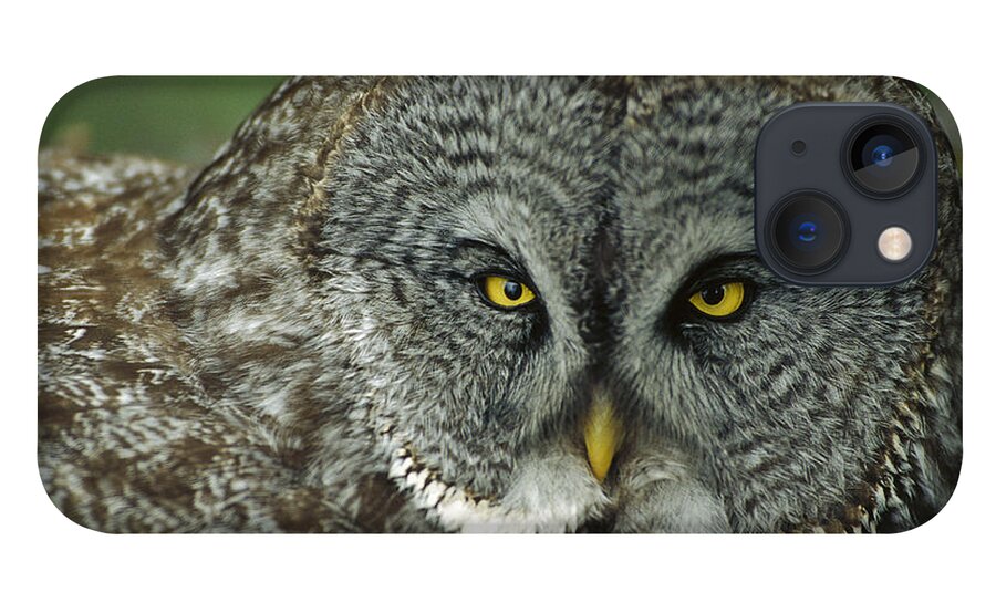 Mp iPhone 13 Case featuring the photograph Great Gray Owl Strix Nebulosa Portrait by Michael Quinton