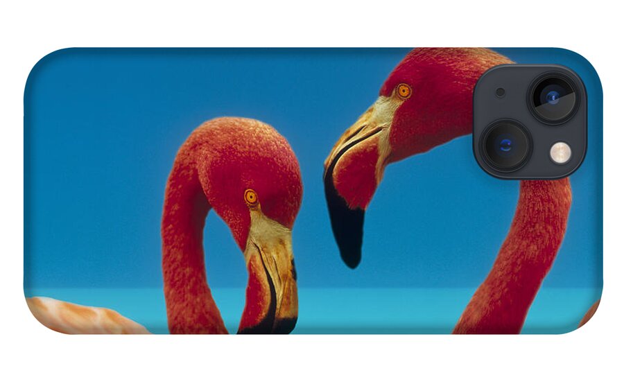 00172310 iPhone 13 Case featuring the photograph Greater Flamingo Courting Pair by Tim Fitzharris