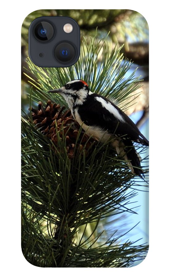 Woodpecker iPhone 13 Case featuring the photograph Hairy Woodpecker on Pine Cone by Dorrene BrownButterfield