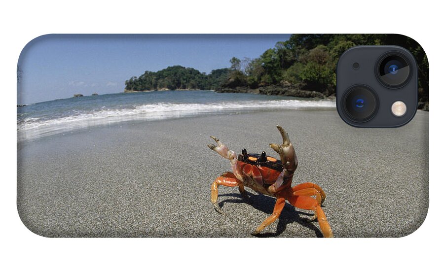 Mp iPhone 13 Case featuring the photograph Halloween Crab Gecarcinus Quadratus by Konrad Wothe