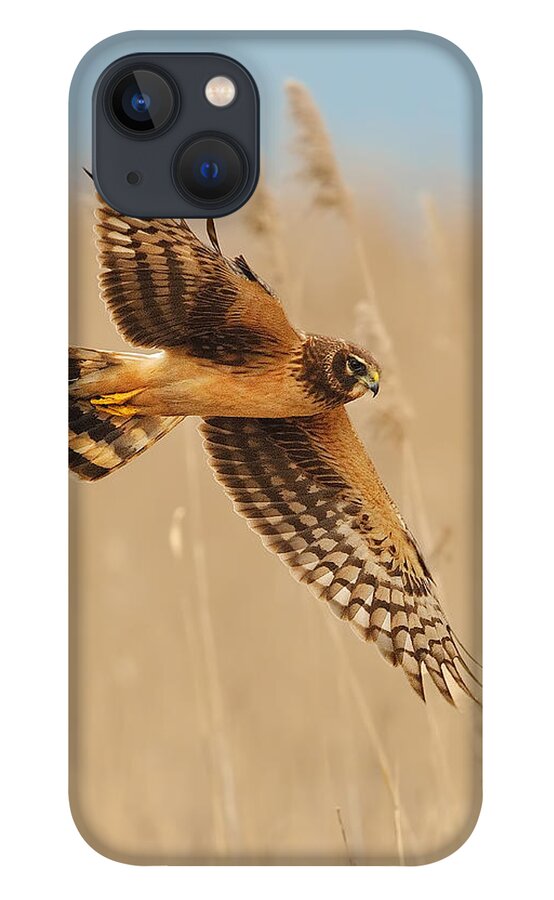 Harrier iPhone 13 Case featuring the photograph Harrier Over Golden Grass by William Jobes