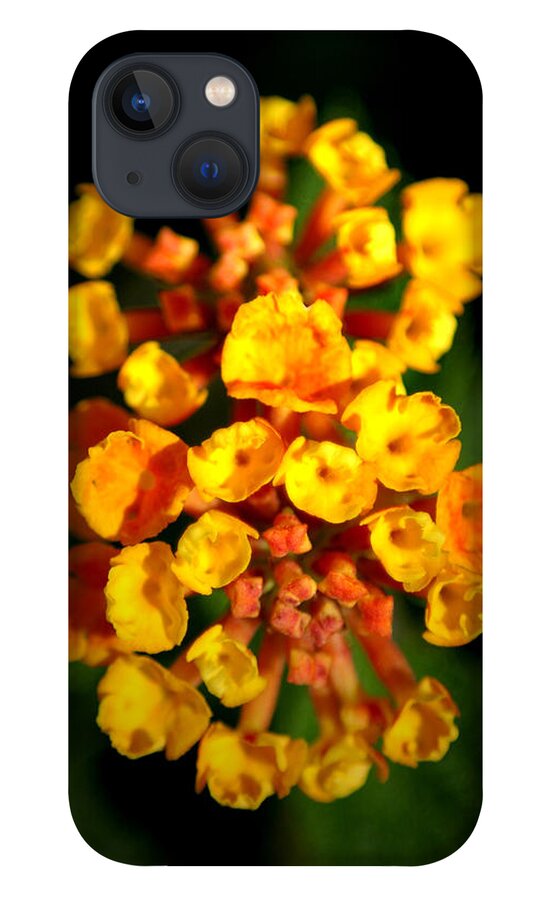 Flower iPhone 13 Case featuring the photograph Horn Section by David Weeks