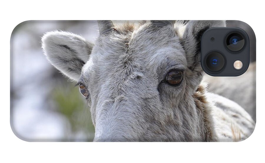 Mountain Sheep iPhone 13 Case featuring the photograph How Close Is Too Close by Dorrene BrownButterfield
