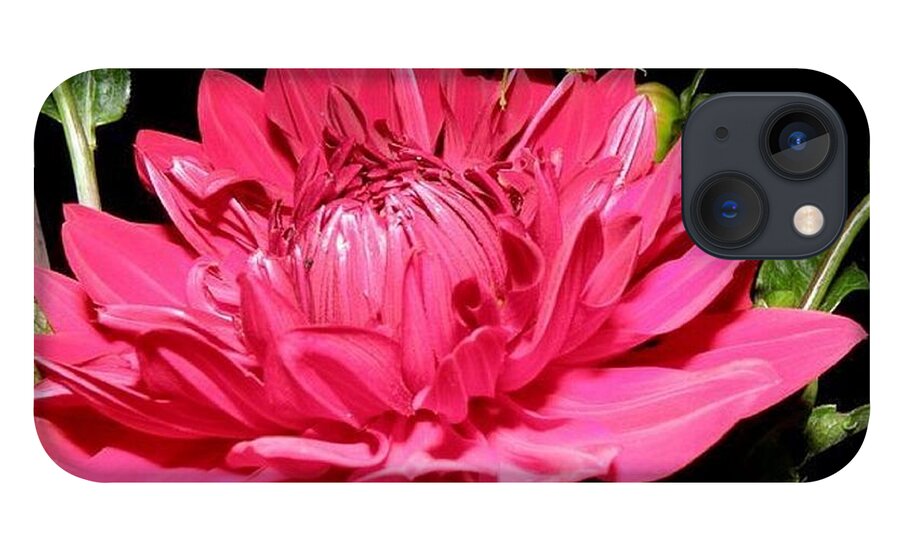 Dahlia iPhone 13 Case featuring the photograph I have a friend by Kim Galluzzo