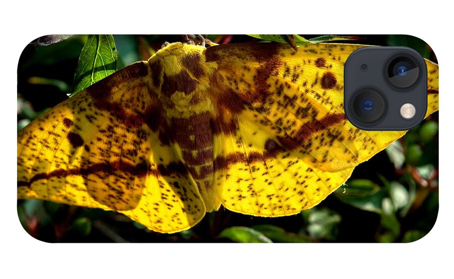 Nature iPhone 13 Case featuring the photograph Imperial Moth DIN053 by Gerry Gantt