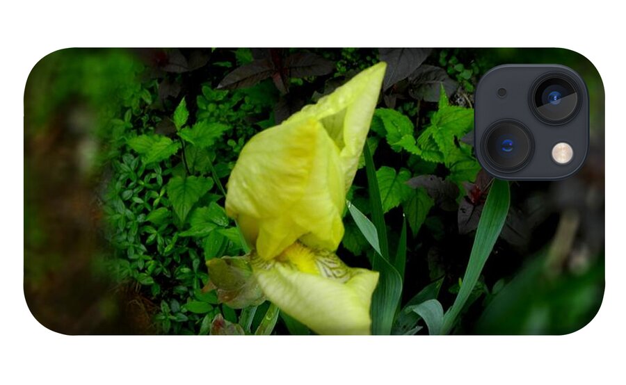 Yellow Flower iPhone 13 Case featuring the photograph Iris in a cirlcle by Kim Galluzzo Wozniak