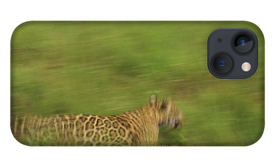 Mp iPhone 13 Case featuring the photograph Jaguar Panthera Onca Running by Claus Meyer