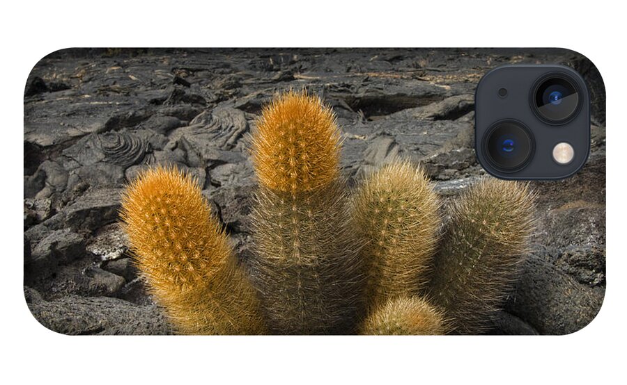 Mp iPhone 13 Case featuring the photograph Lava Cactus Brachycereus Nesioticus by Pete Oxford