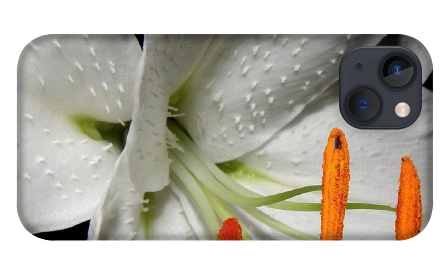 Lily iPhone 13 Case featuring the photograph Lily stems and detail by Kim Galluzzo