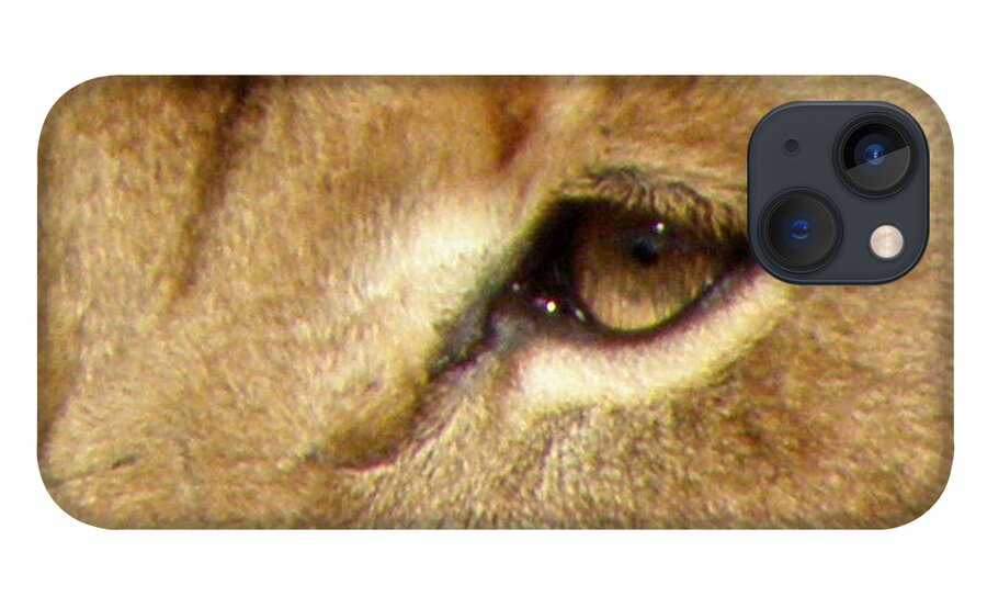 Lion iPhone 13 Case featuring the photograph Lioness Eyes by Kim Galluzzo Wozniak